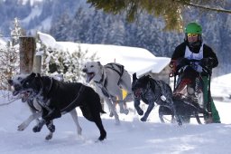 Lenk 2013